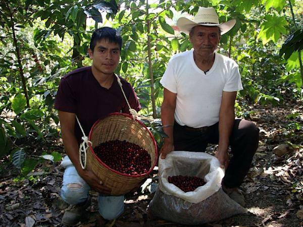 Precio mundial del café impacta positivamente al mercado poblano