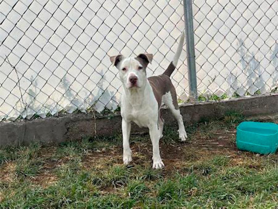 SEDIF asegura a canina víctima de crueldad y promueve respeto animal