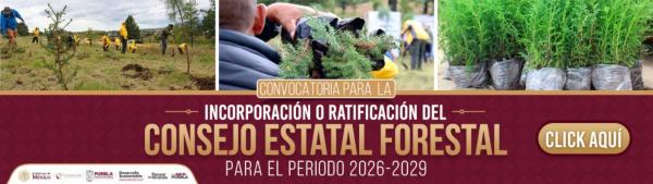 reforestacion