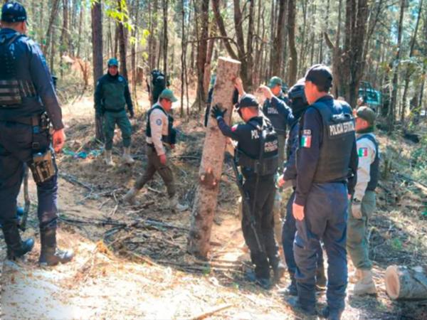 Con operativo interestatal fueron asegurados más de 90 troncos de madera