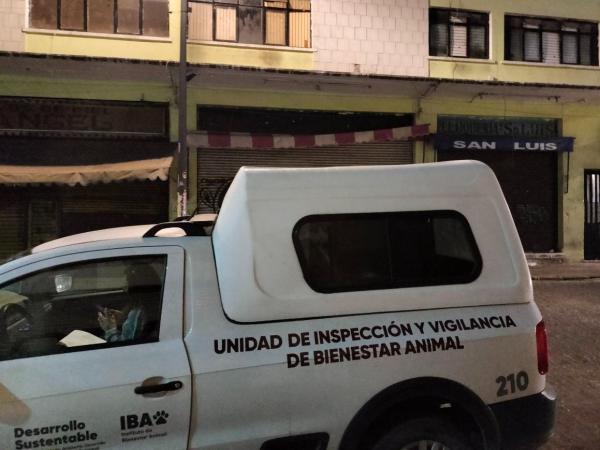 Gobierno del Estado de Puebla rescata a felino en condiciones de riesgo