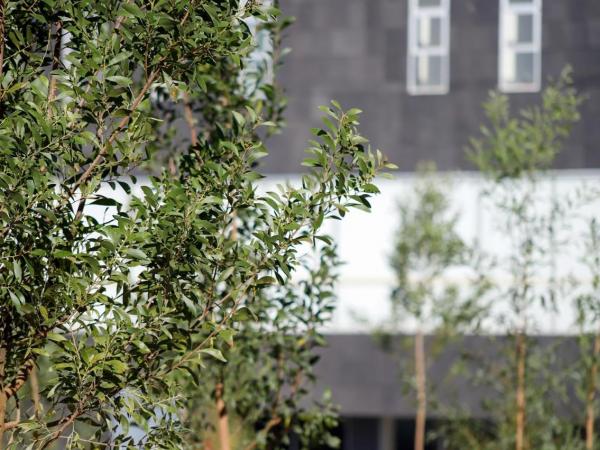 Bosque urbano en CIS y Parque Ecológico se fortalece con 2 mil nuevos árboles