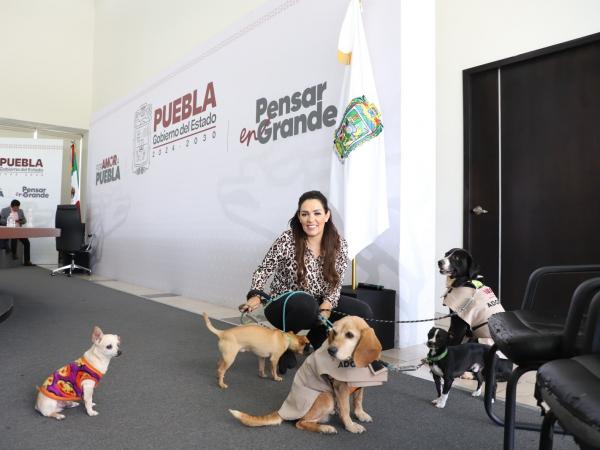 Gobierno del Estado refuerza coordinación con municipios para proteger a seres sintientes