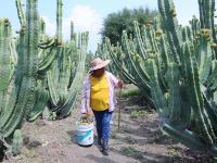 Pitaya poblana abre mercado en McAllen, Texas