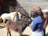 Impulsa IBA convivencia responsable y apoyo animal con &ldquo;EquiConexi&oacute;n con Causa&rdquo;