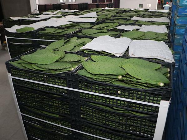 Gobierno de Armenta impulsará Transporte Aéreo para productores