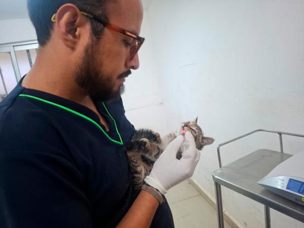 SEDIF resguarda a familia felina y protege aves en Parque del Arte