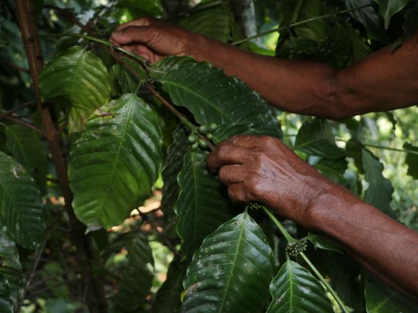 Gobierno de Puebla respalda a cafeticultores afectados en Zongozotla