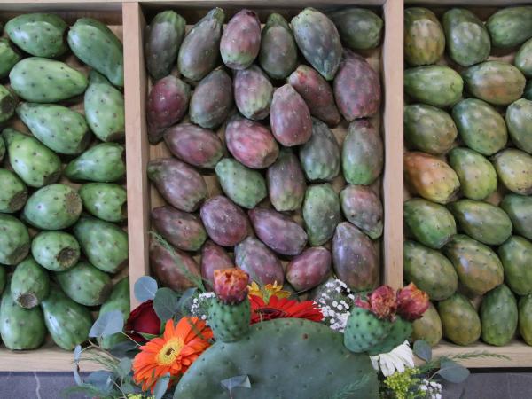 Puebla logra protección del IMPI para la Tuna Rojo Vigor