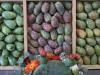 Puebla logra protecci&oacute;n del IMPI para la Tuna Rojo Vigor