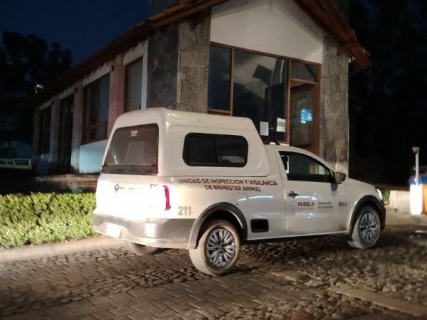 IBA atiende de manera inmediata, acto de crueldad en Haras del Bosque