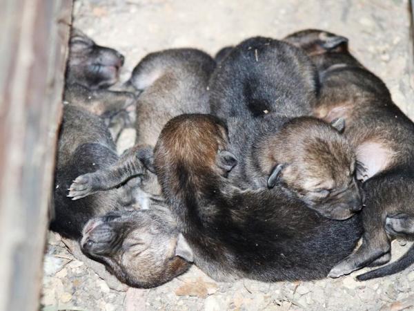 Flor del Bosque preserva la vida: nacieron 5 coyotes