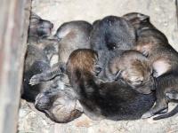 Flor del Bosque preserva la vida: nacieron 5 coyotes