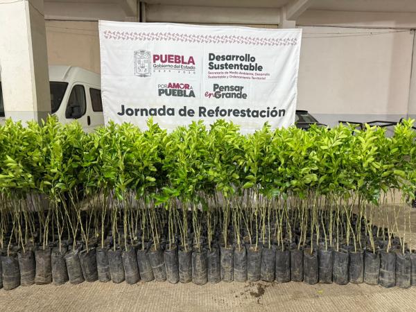 Plan de Reforestación 2025 agrega valor y nutrición para las familias poblanas