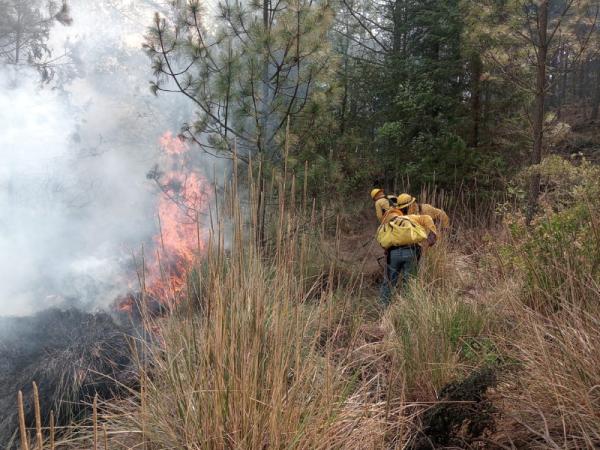 Brigadas forestales extinguen incendio de Tlachichuca