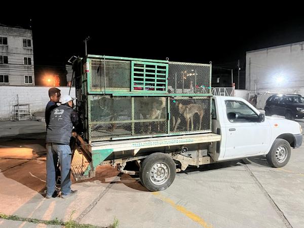 Resguardo de siete caninos en San Pedro Cholula