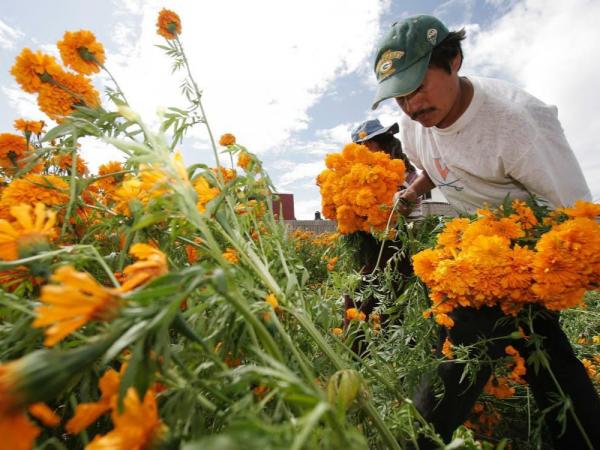 Puebla líder en producción de cempasúchil y terciopelo; concentra el 72% nacional