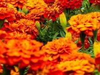 Arranca la temporada de flor de cempas&uacute;chil en Puebla