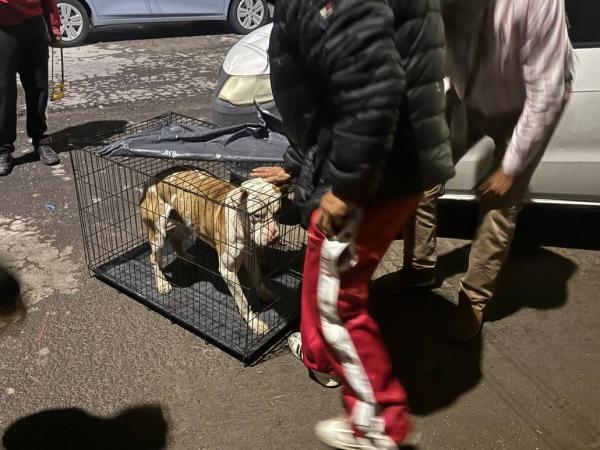 IBA colabora con FGE y Protección Animal para aseguramiento de un canino