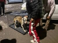 IBA colabora con FGE y Protecci&oacute;n Animal para aseguramiento de un canino