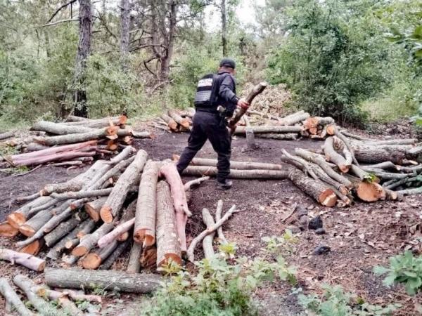 Policía Forestal destruye 11 hornos clandestinos para deshidratar madera
