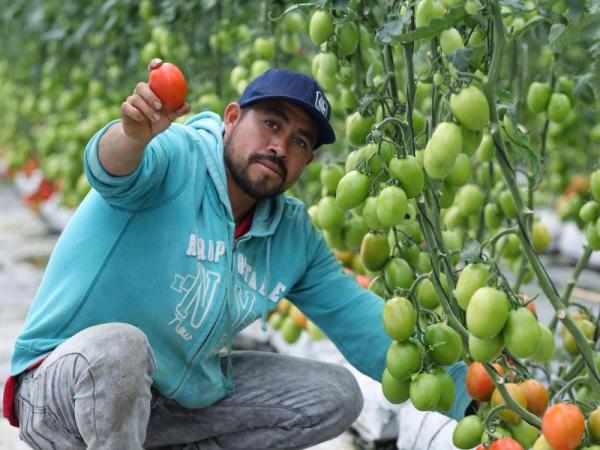 Avanzan trabajos para instalar CITRAA de transformación de jitomate en Aquixtla