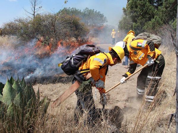 Labores preventivas, permiten resultados exitosos de la Policía Forestal