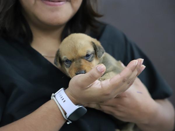 Tras incendio en Chipilo, Bienestar Animal resguarda una cachorra