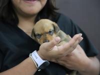 Tras incendio en Chipilo, Bienestar Animal resguarda una cachorra