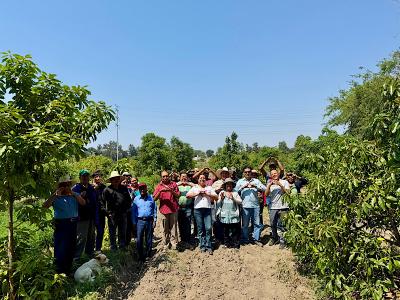Gobierno del Estado fortalece la producci&oacute;n de aguacate poblano