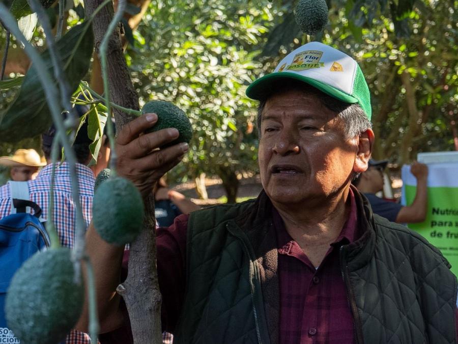 Productores aguacateros fortalecen conocimientos técnicos para impulsar la producción estatal