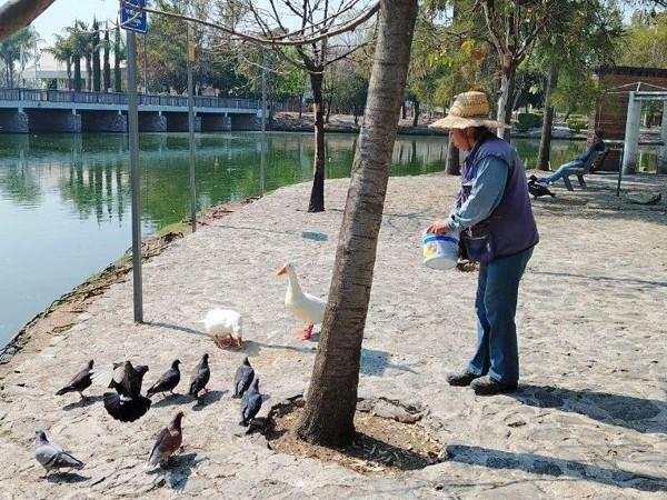Patos y otras especies del Parque Ecológico gozan de buena salud: Bienestar Animal