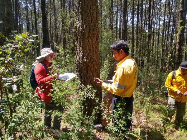 Fortalece Gobierno de Puebla el parque La Malinche con 50 mil nuevos pinos
