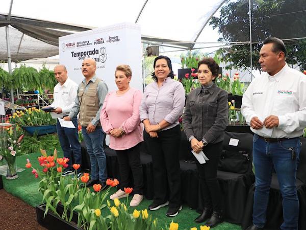 Inicia la temporada del Tulipán Holandés en Puebla