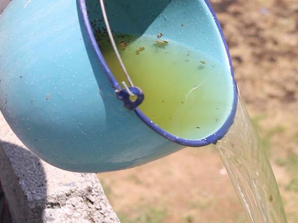 En Puebla, tres contagios por dengue en las últimas 24 horas: Salud