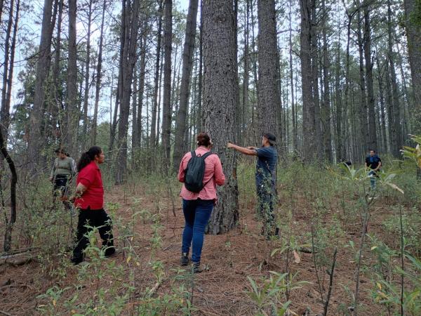 Vigilancia permanente en La Malinche controla la presencia del insecto descortezador