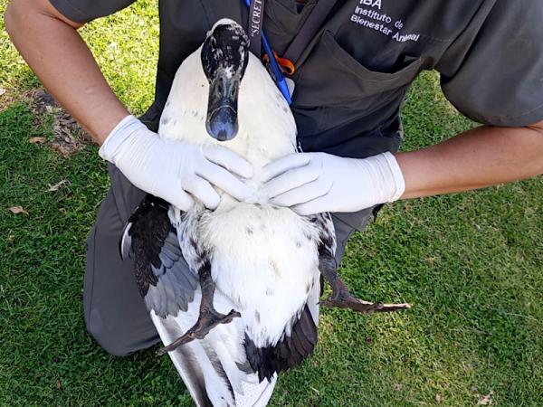 Valoración veterinaria de fauna en el Parque del Arte