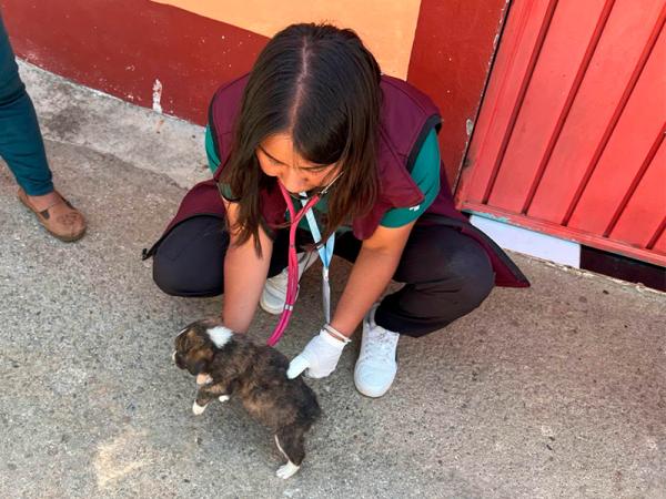SEDIF exhorta a evitar mutilaciones estéticas tras rescate de cachorros en Tochimilco