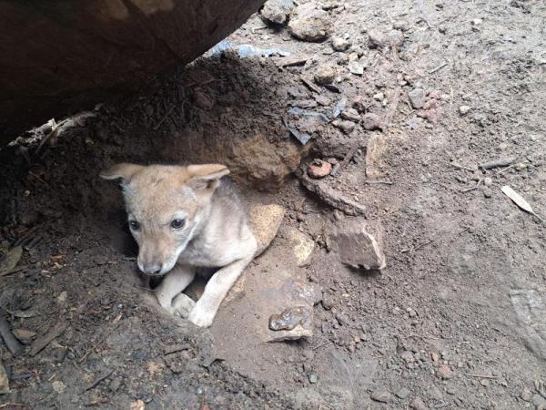 Flor del Bosque: un ecosistema sano que alberga vida
